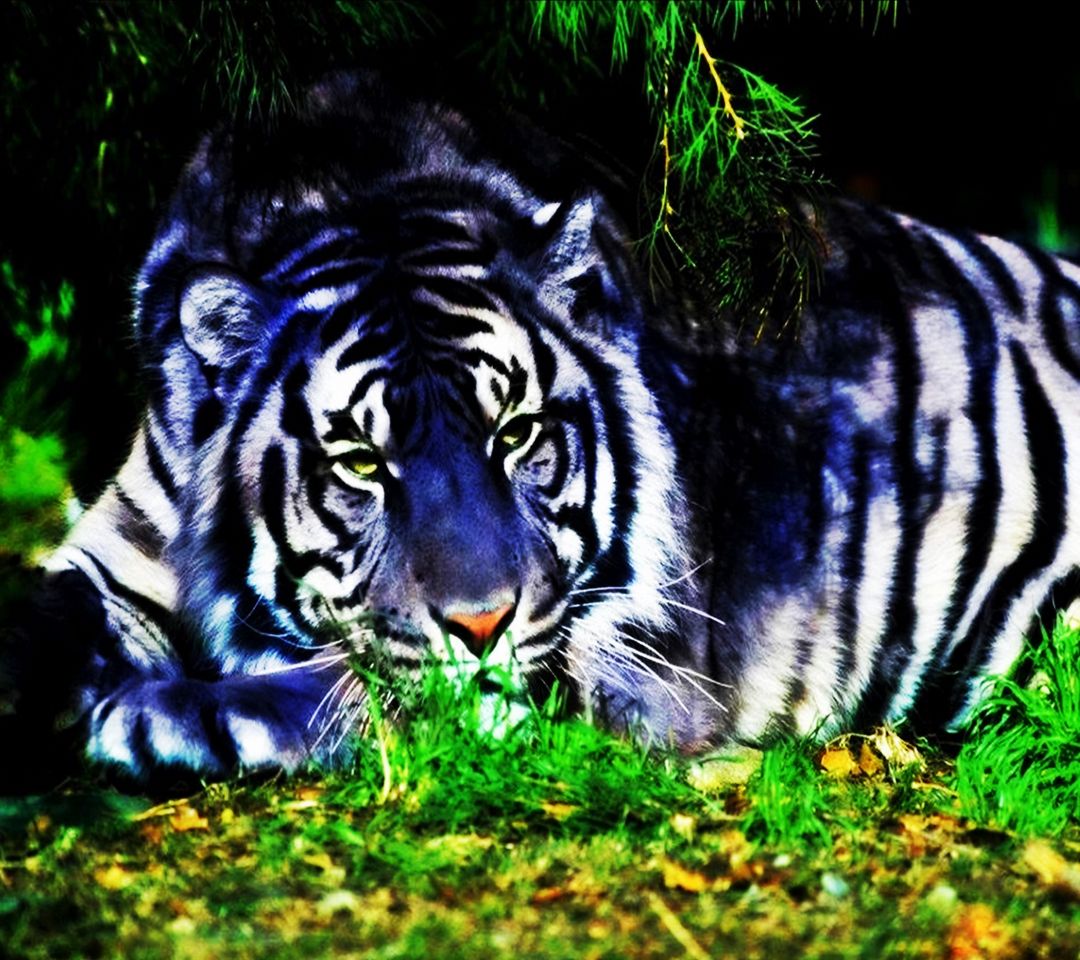 biały Tygrys