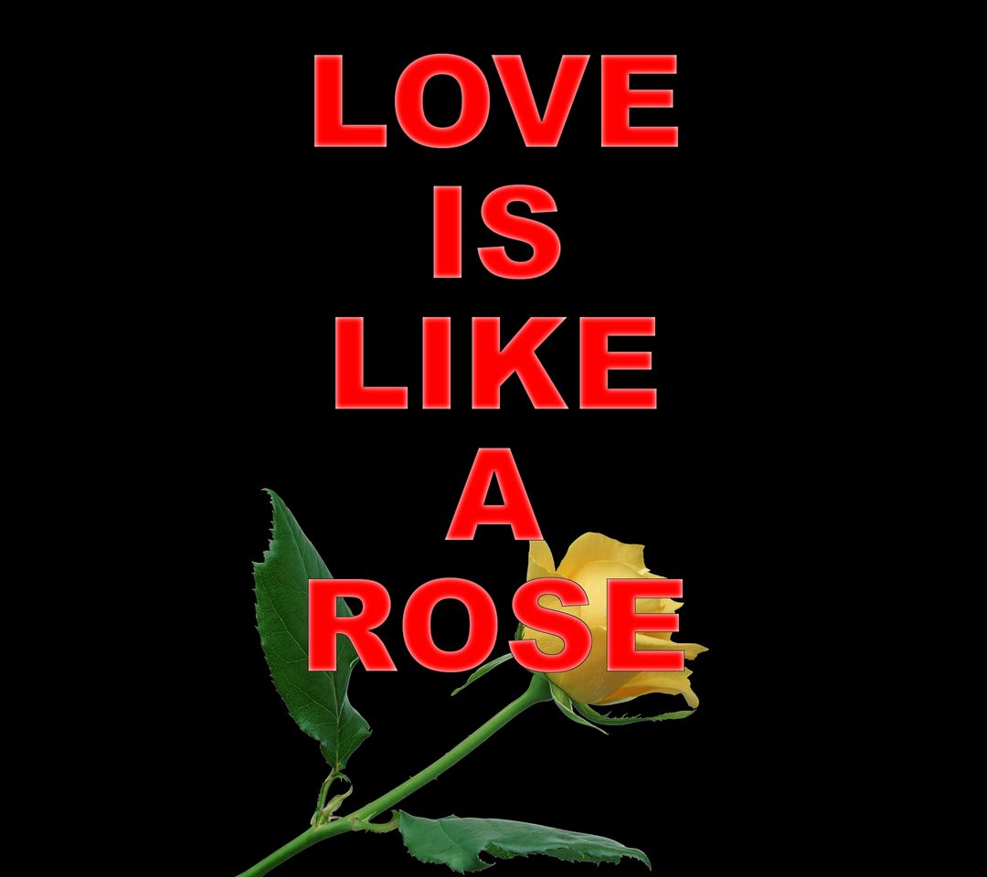 Love Is Like A Rose Wallpaper Download to your mobile from PHONEKY