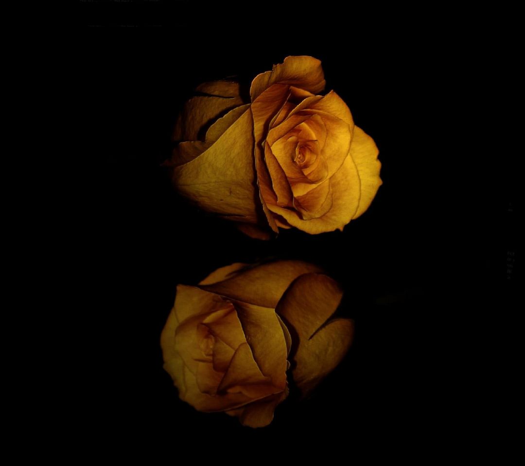 Hình nền hoa hồng vàng: 
Làm mới màn hình của bạn với hình nền hoa hồng vàng đầy sắc màu. Các cánh hoa rực rỡ này sẽ đem đến một không gian đẹp và bình yên cho người sử dụng.