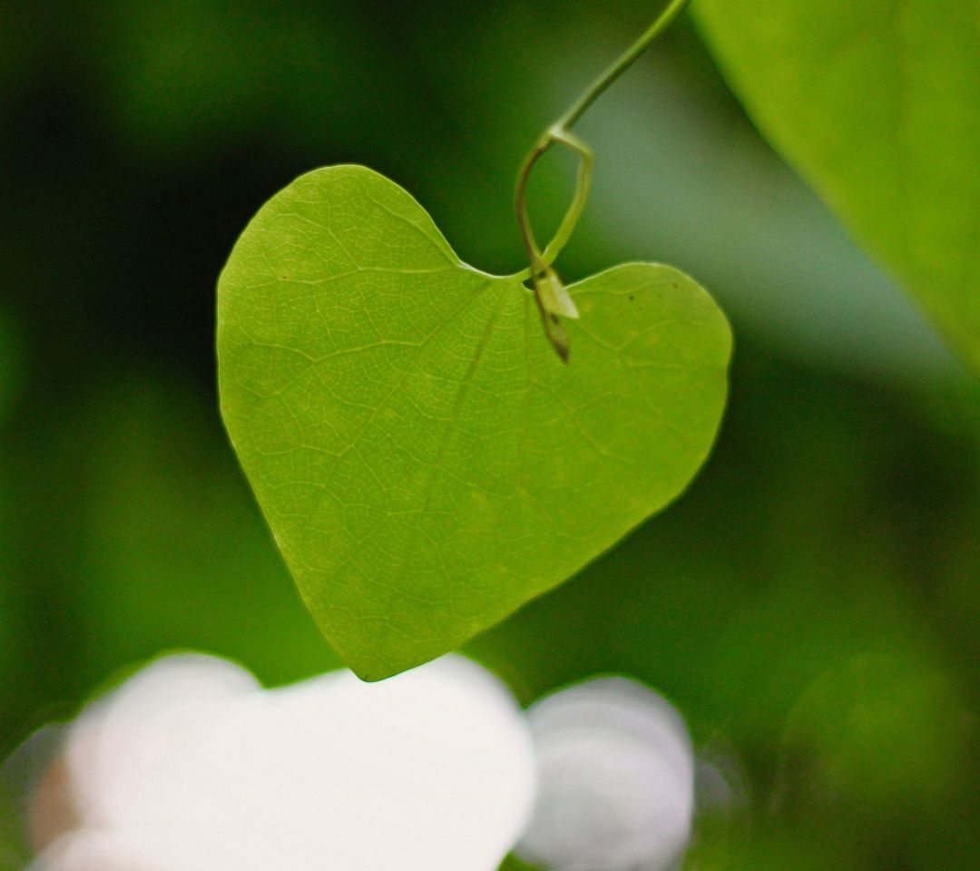 Love Leaf