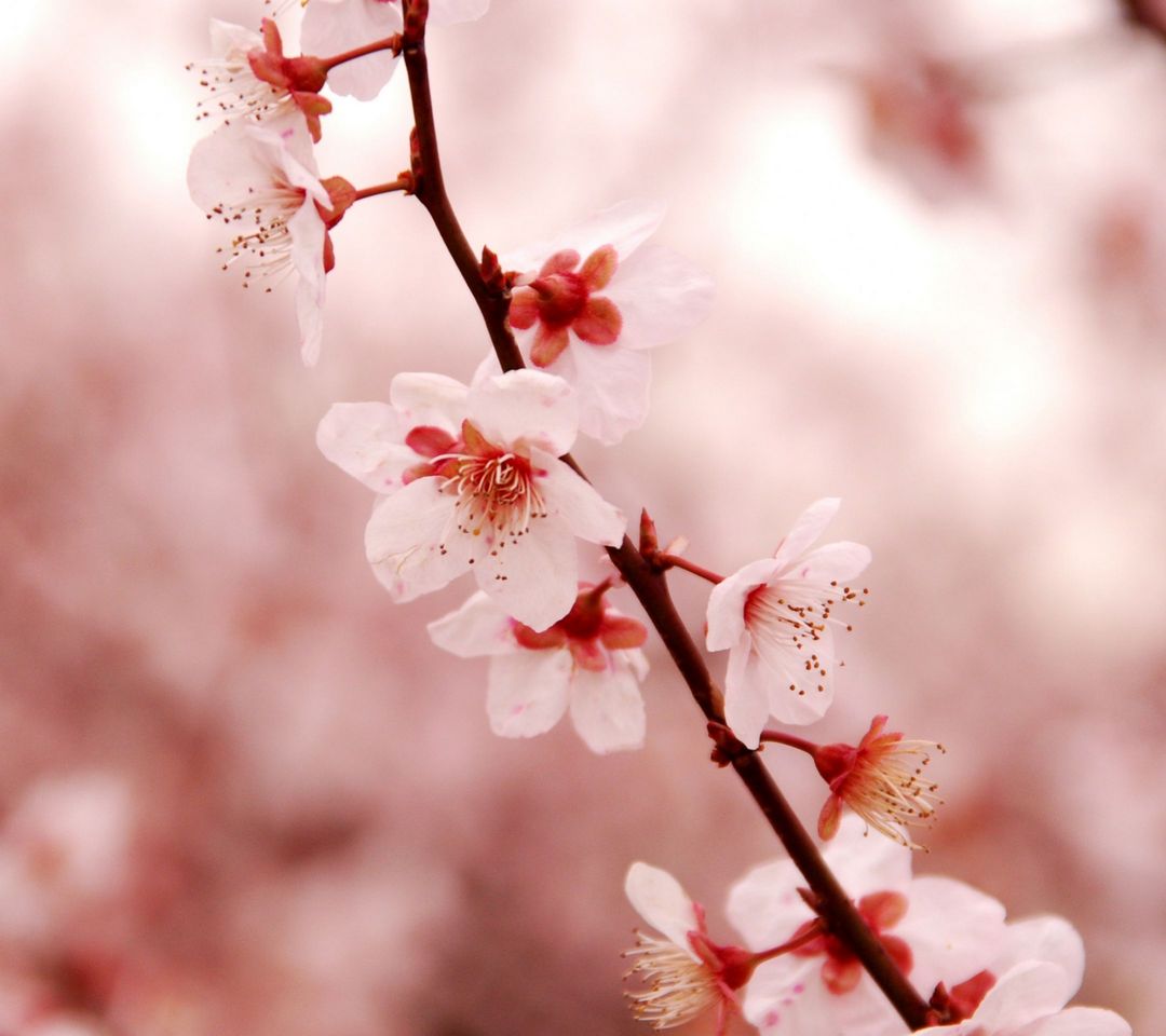 Plum Flower Wallpaper - Download to your mobile from PHONEKY