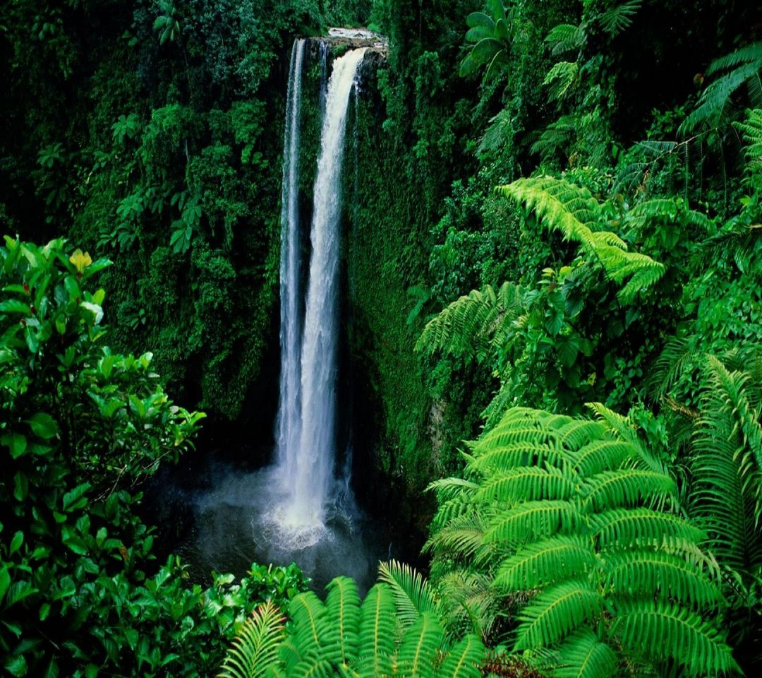Cachoeira da Selva
