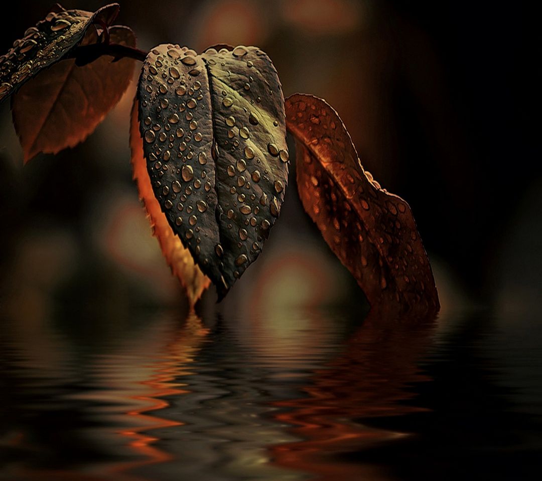 Water Leaf