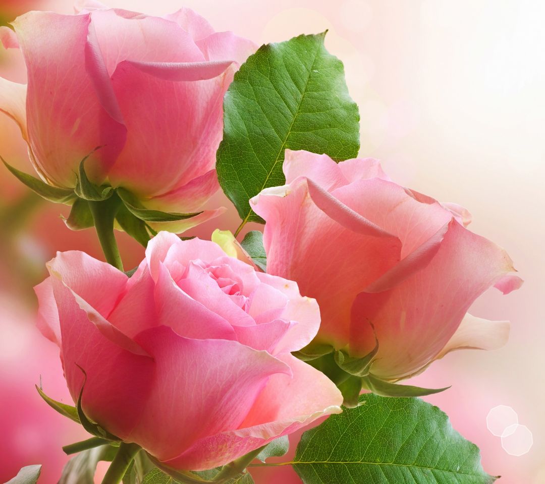 3 Light Pink Roses