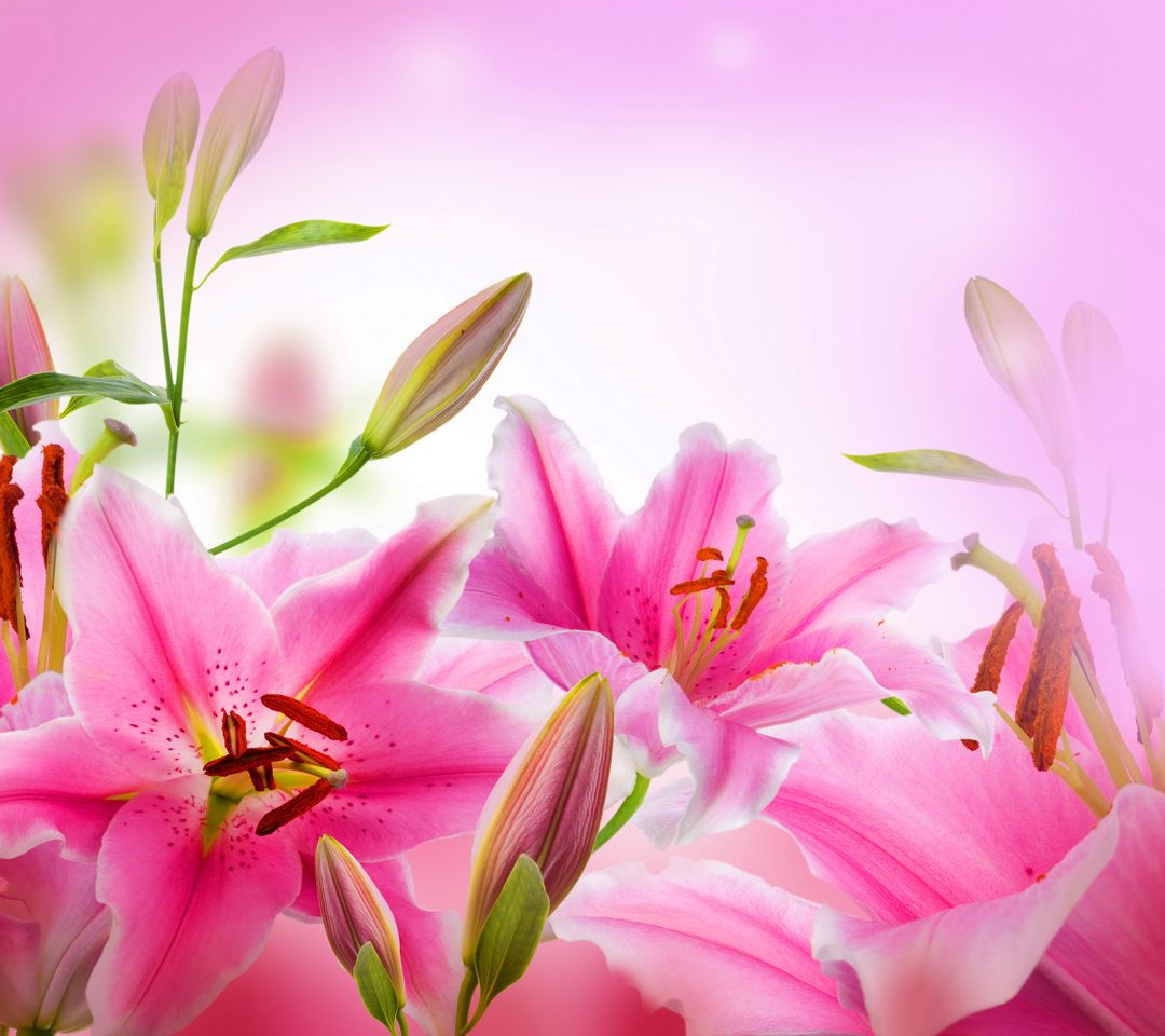 Hoa lily Ảnh nền  Tải xuống điện thoại di động của bạn từ PHONEKY