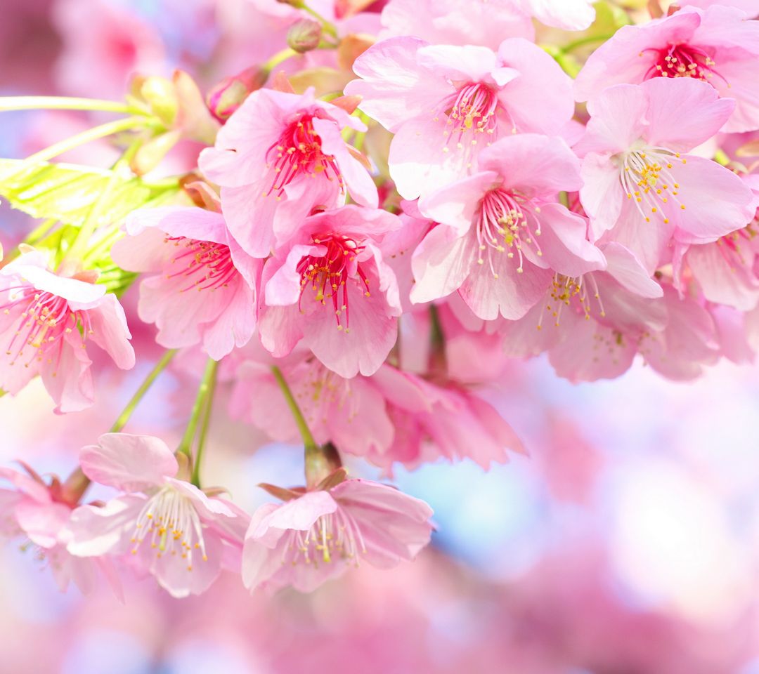 Primavera Sakura