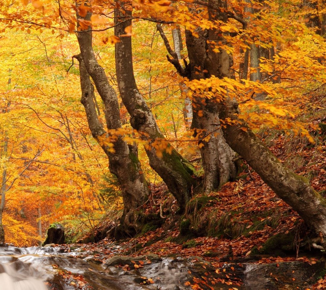 Autumn Wood Leaf Fall Wallpaper - Download to your mobile from PHONEKY