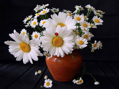 Daisies In A Pot
