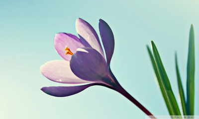 Crocus Flower Wallpaper - Download to your mobile from PHONEKY