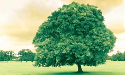 Pokok Hijau Wallpaper Muat Turun Ke Telefon Bimbit Anda Dari Phoneky