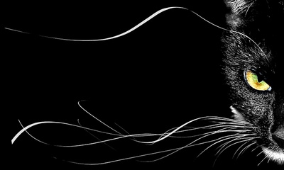 Mèo đen Ảnh nền: Lựa chọn một màu sắc đơn giản như mèo đen sẽ giúp cho điện thoại của bạn trở nên độc đáo và giàu tính nghệ thuật. Hình ảnh của chúng tôi sẽ phù hợp với mọi phong cách và tạo nên cho bạn một điện thoại đẹp và độc đáo.