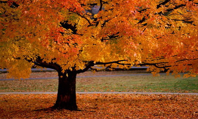 Autumn Beauty Wallpaper - Download to your mobile from PHONEKY