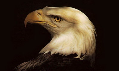Eagle Wallpaper - Download to your mobile from PHONEKY