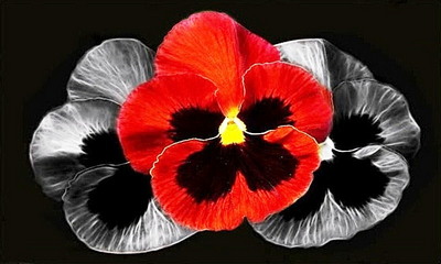 Flower.800.480 Wallpaper - Download to your mobile from PHONEKY