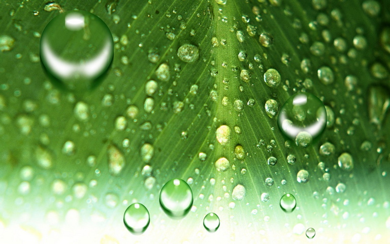 Leaf Water Drop