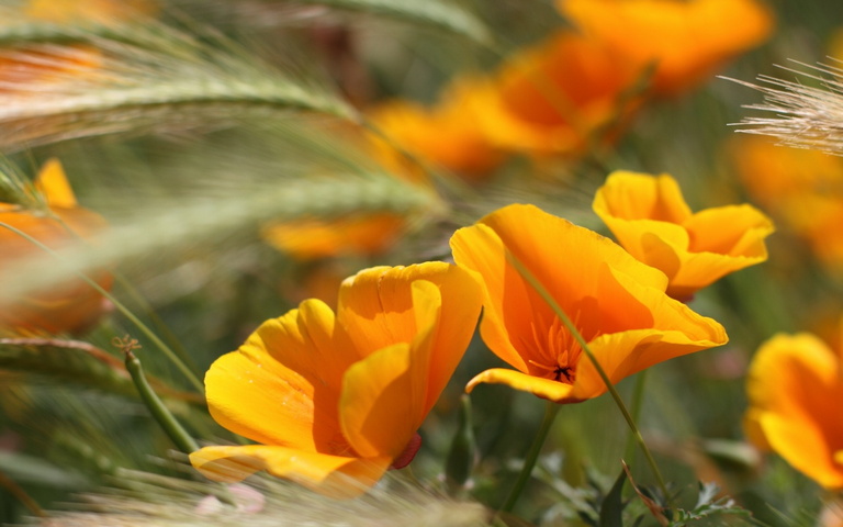 Fleurs d'été Fond d'écran - Télécharger sur votre mobile depuis PHONEKY