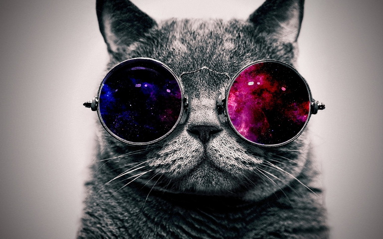 Stylish Cat Wallpaper - Download to your mobile from PHONEKY