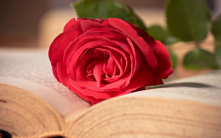 Rose And Book Wallpaper - Download to your mobile from PHONEKY