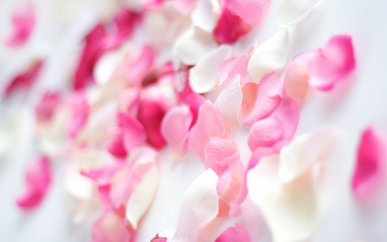 Fiori di orchidea rosa