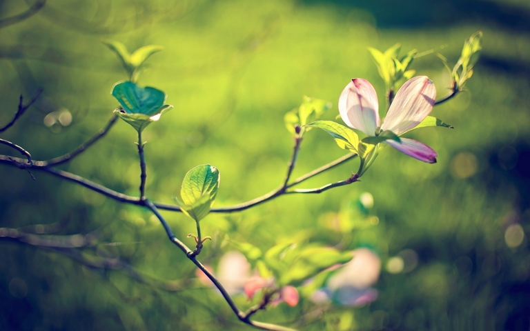 Dogwood Tree Blossom Wallpaper - Download to your mobile from PHONEKY