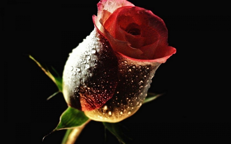 Rose Wallpaper - Download to your mobile from PHONEKY