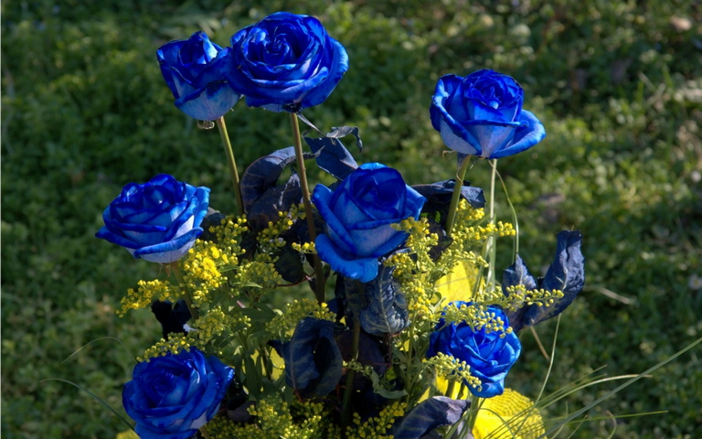 Featured image of post Papel De Parede De Rosas Azuis Fundo de fumo azul e rosa png e psd download