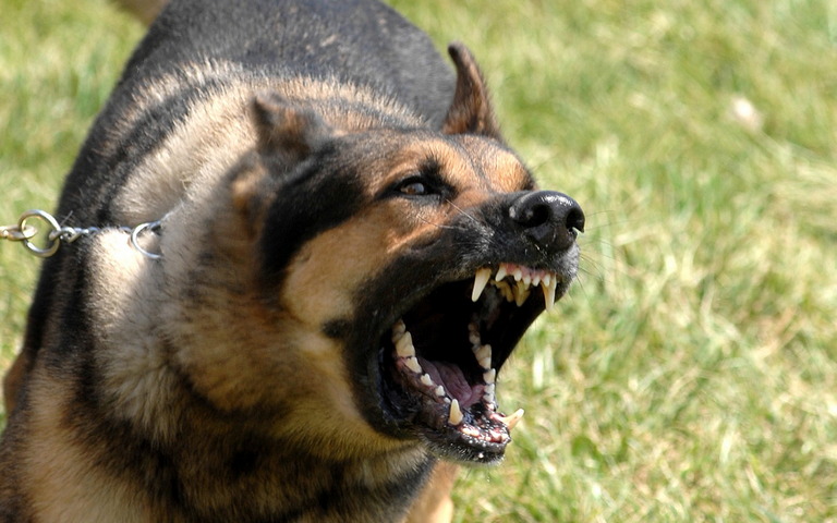 Chó săn quân sự là những người bạn đồng hành đáng tin cậy và trung thành của quân đội. Hãy xem hình ảnh của chúng để thấy sự chuyên nghiệp và sự cam kết của những chú chó săn này trong mọi nhiệm vụ.