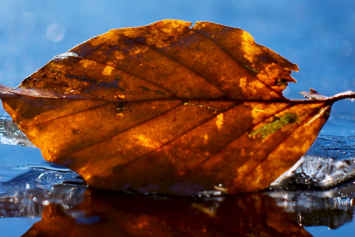 Autumn Leaf Fall On Water