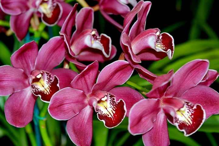 Orquídeas cor de rosa