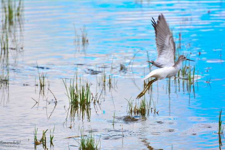 White Bird Wallpaper - Download to your mobile from PHONEKY