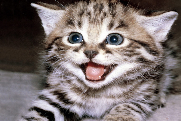Kucing Marah Tapi Lucu Wallpaper - Download ke ponsel Anda dari 