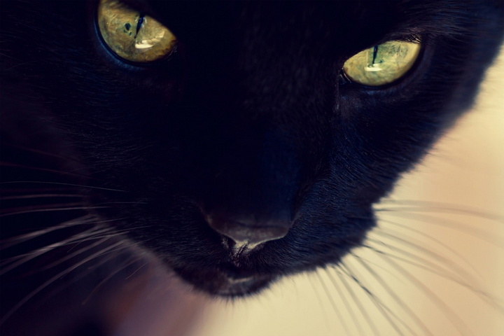 Czarny kot żółte oczy