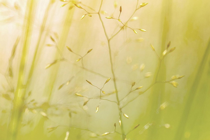 Green Reeds Wallpaper - Download to your mobile from PHONEKY