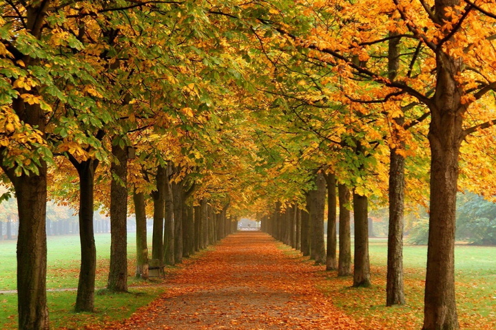 Autumn Trees Wallpaper - Download to your mobile from PHONEKY