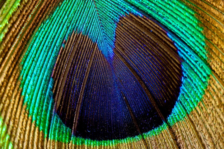 Peacock Feather Wallpaper - Download to your mobile from PHONEKY