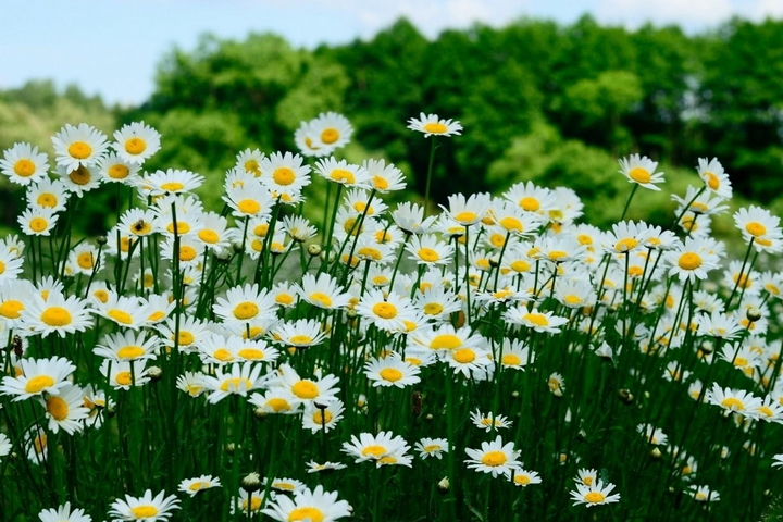 Daisies Meadow Trees, Wallpaper - Download to your mobile from PHONEKY