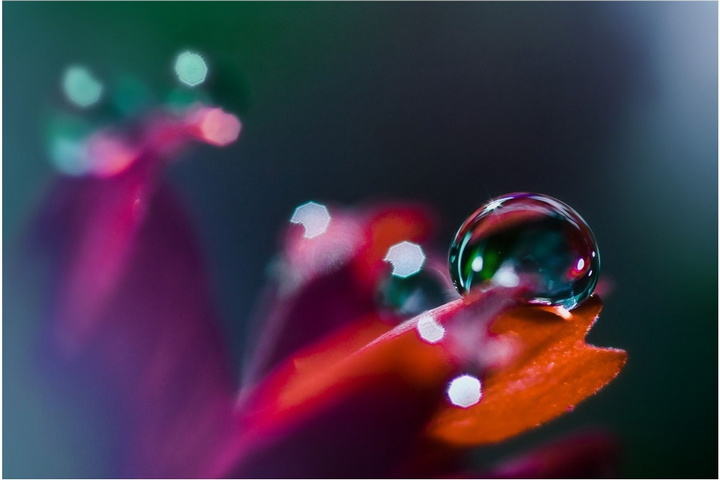 Waterdrop On Flower Wallpaper - Download to your mobile from PHONEKY