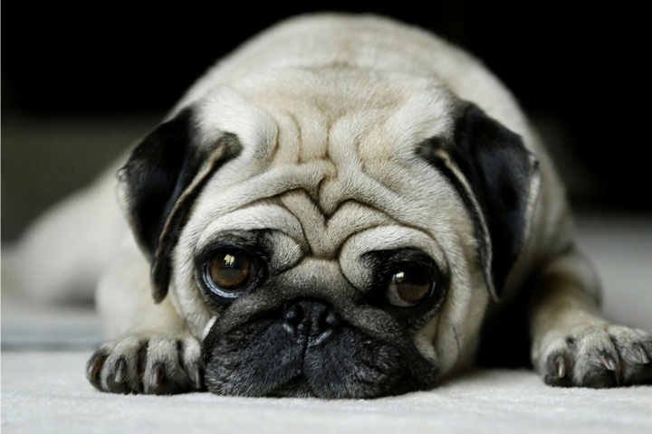 Anjing Sedih Lucu Wallpaper Download Ke Ponsel Anda Dari Phoneky