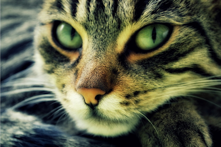 Cat 59 Wallpaper - Download to your mobile from PHONEKY