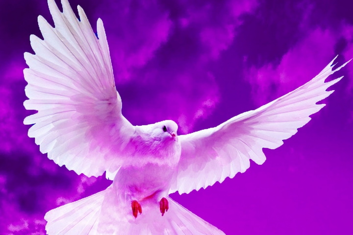 Abstract Pigeon Wallpaper - Download to your mobile from PHONEKY