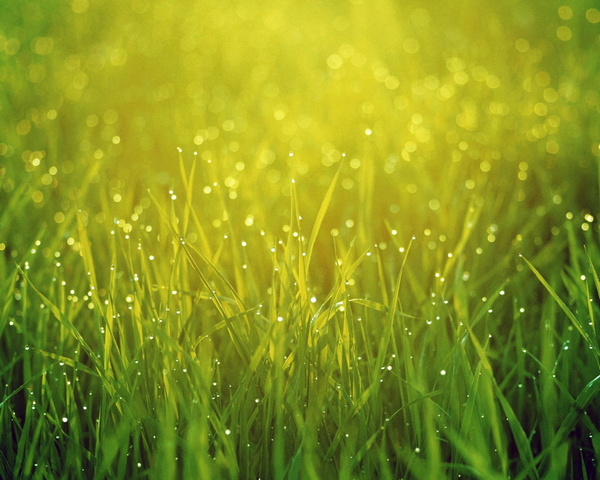 Grass Cool Wallpaper - Download to your mobile from PHONEKY