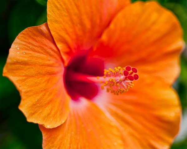 Orange Hibiscus Wallpaper - Download to your mobile from PHONEKY