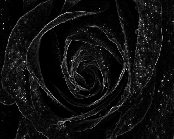 Ảnh nền hoa hồng đen, mang đến sự sang trọng và quyến rũ. Nếu bạn yêu thích hoa hồng đen, hãy tìm kiếm và tải về những ảnh nền độc đáo về loại hoa này. Chắc chắn bạn sẽ không thể nào rời mắt khỏi những hình ảnh tuyệt đẹp này.