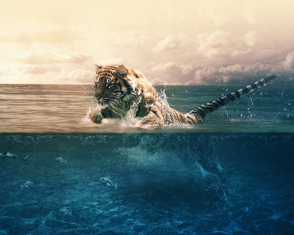 Tiger Runs In Sea Wallpaper - Download to your mobile from PHONEKY