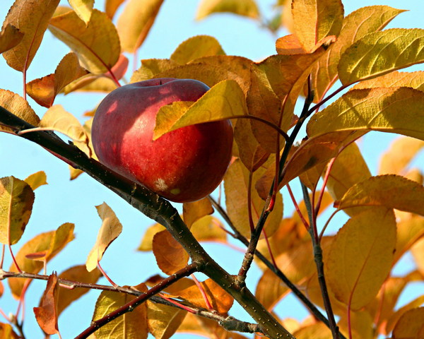 Autumn Apple Wallpaper - Download to your mobile from PHONEKY