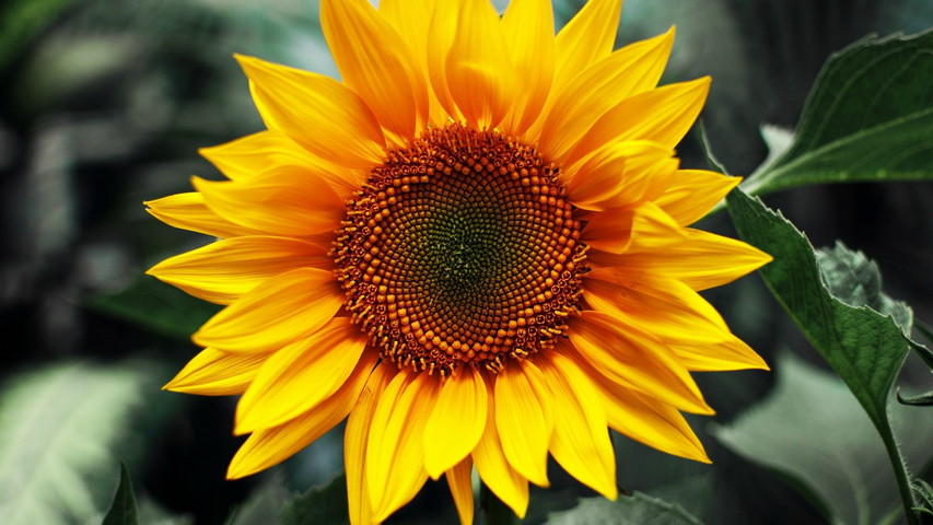 Helianthus Plant Wallpaper - Download to your mobile from PHONEKY