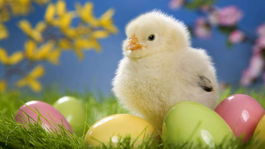 Easter Chicken Wallpaper - Download to your mobile from PHONEKY