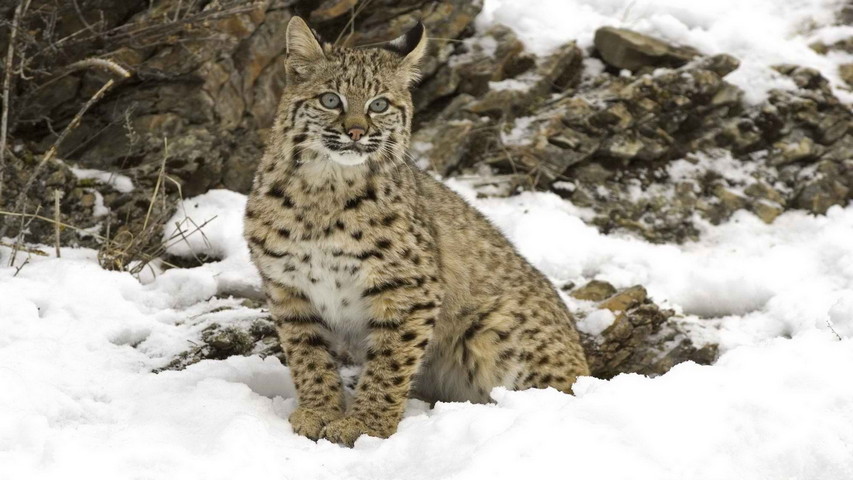 Snow Lynx Wallpaper - Download to your mobile from PHONEKY