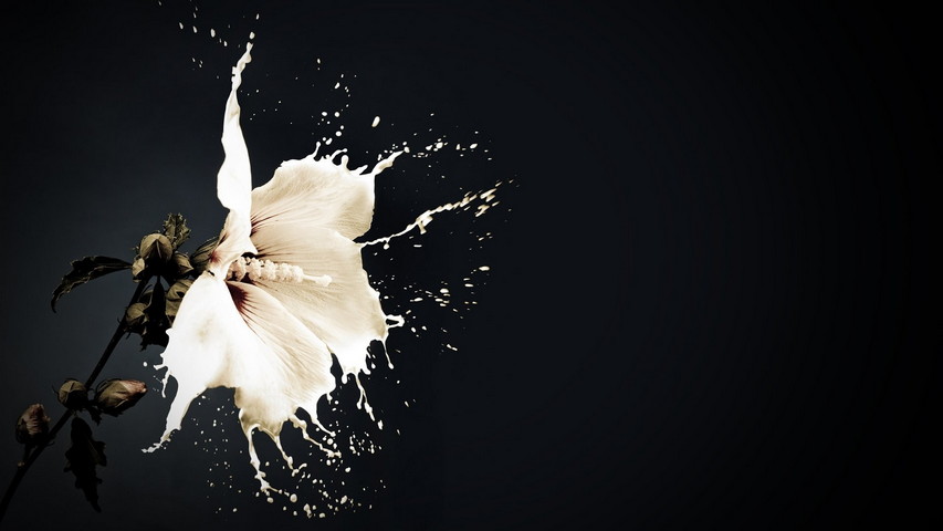 Paint Splash Flower Wallpaper - Download to your mobile from PHONEKY