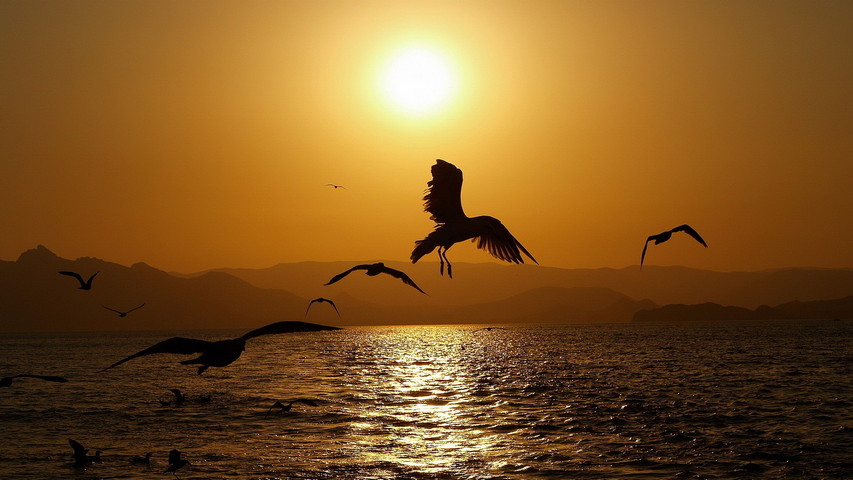 Flying Bird In Sunset